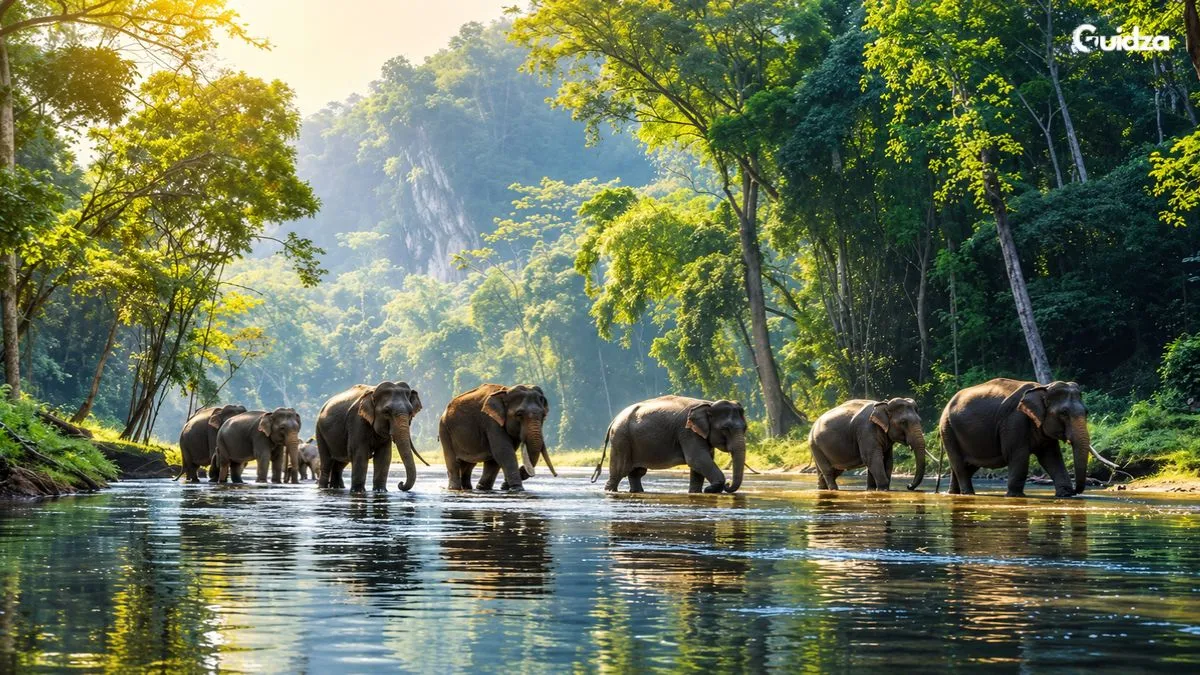 Wildlife Safari in Kerala